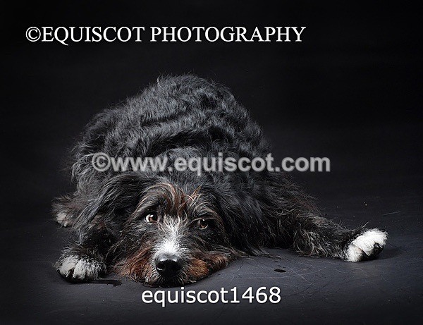 equiscot1468 - RUSSO