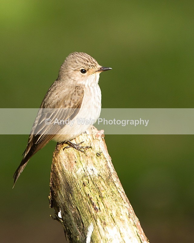 20110613-IMG_5725 - Flycatchers