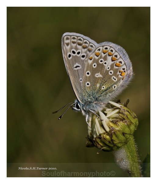 Common Blue - Invertebrate's Macro