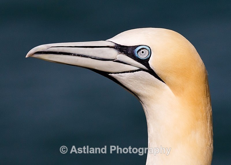 Astland Photography, Bird and Wildlife Images, Susan and Peter Wilson, U.K.