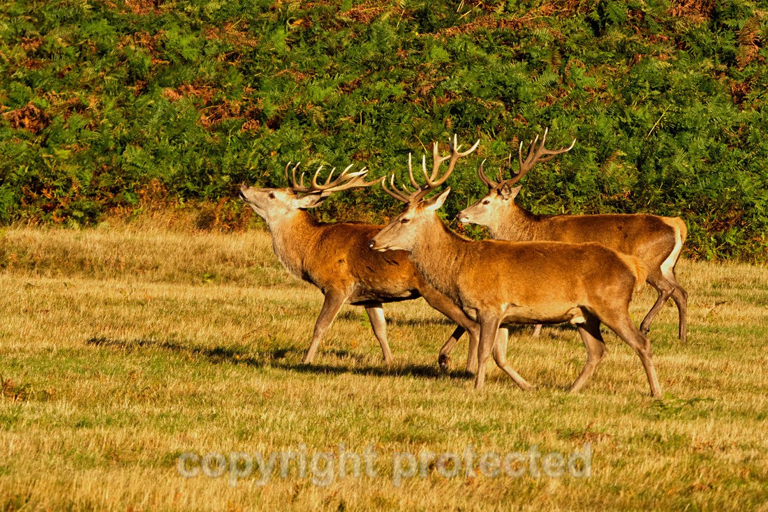 Red Deer - Bradgate Park - Leicestershire - Mammals