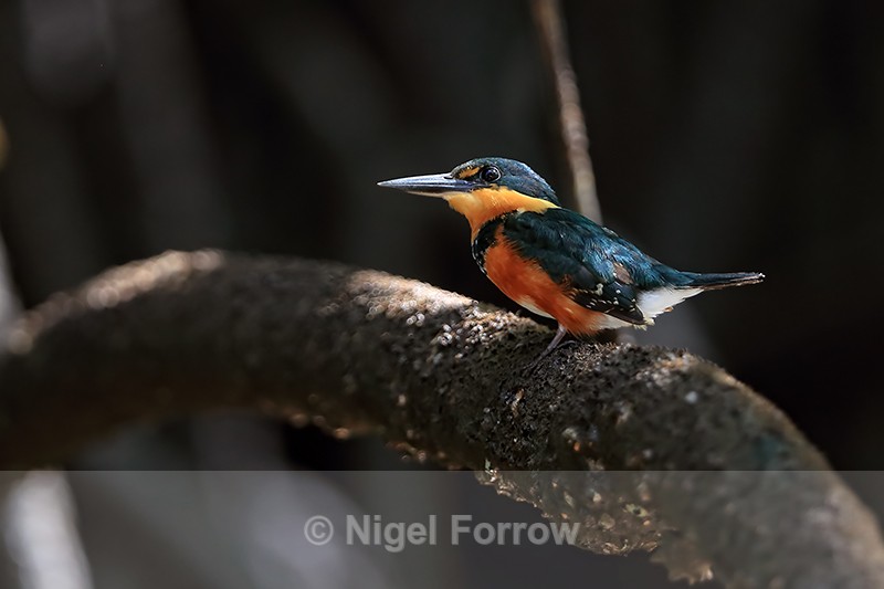 American Pygmy Kingfisher (female) close, Sierpe River, Costa Rica - American Pygmy Kingfisher