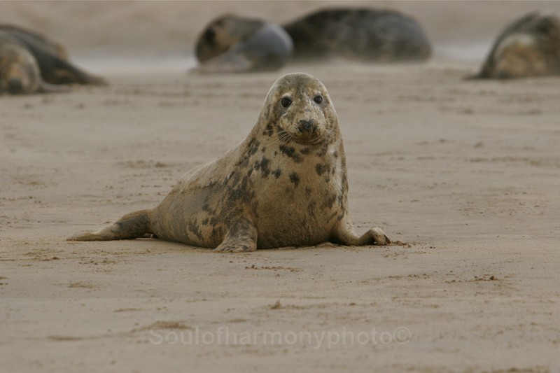  - Wildlife Wildlife