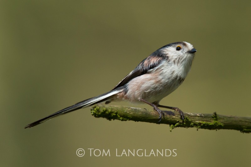 Long-tailed Tit - All Other Birds