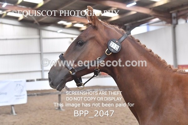 BPP_2047 - AFTERNOON 12.30 - 3.30PM