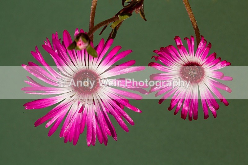 20110603-IMG_4518-455 - Plants & Flowers