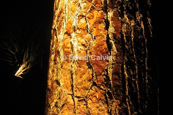 Illuminated Trunk - Nocturnal