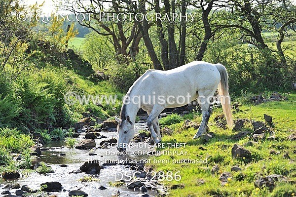 DSC_2886 - ARCHIVE REQUEST - Quincy and Guinness
