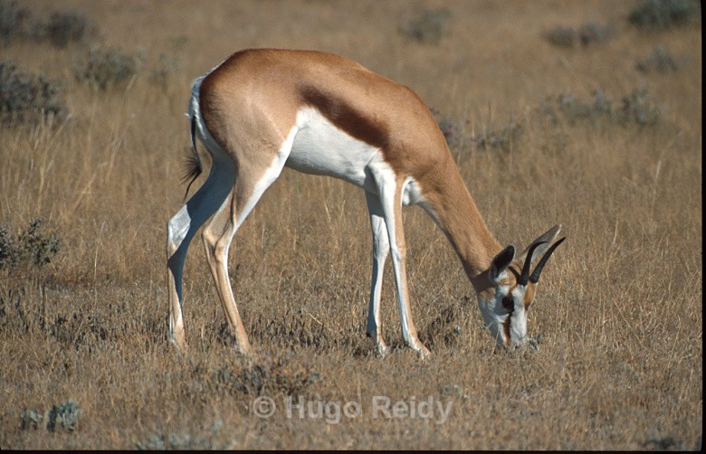  - Animals in the Wild