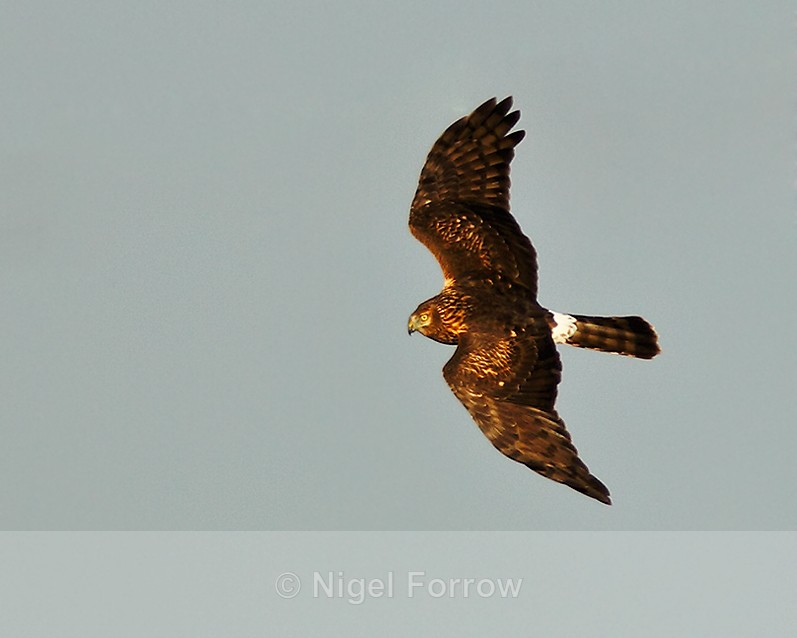 Hen Harrier in flight at Otmoor RSPB - Hen Harrier