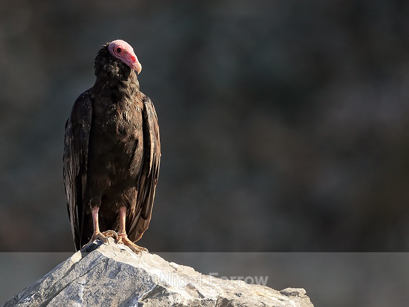 Turkey Vulture standing upright, Chanaral Island, Chile - Turkey Vulture