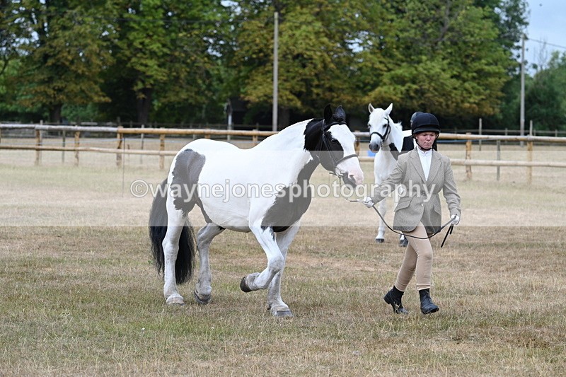 WJ7_9952 - Class 5a Most Handsome Gelding (above 14.2hh)