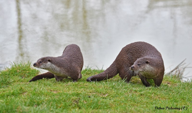 Otter - Wildlife