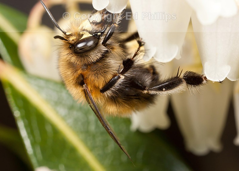 Anthophora plumipes (m)