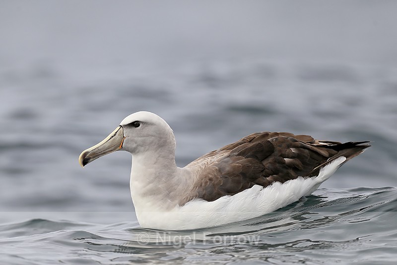 Salvin's Albatross on ocean, Chile - Salvin's Albatross
