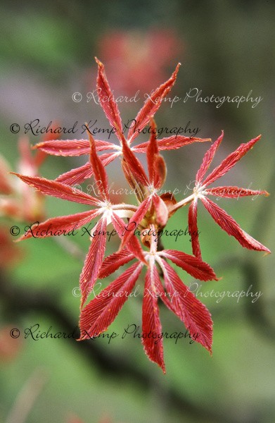 Aesculus x Neglecta 'Erythroblastus' -2 - Plants