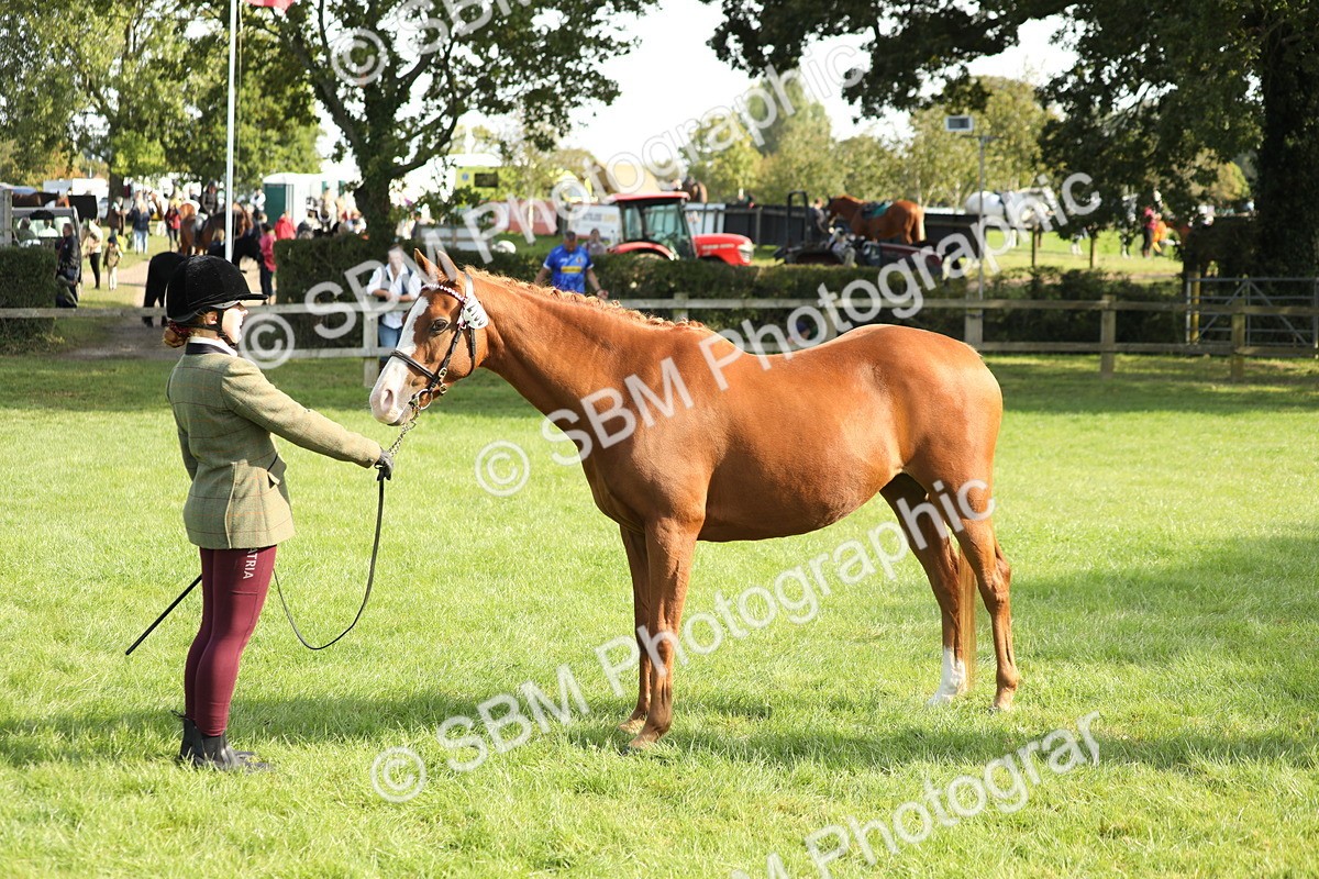 SBM_61046 - S44 - Part Bred Pony In hand