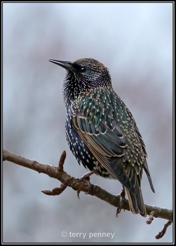 Starling - Sturnus vulgaris - Birds