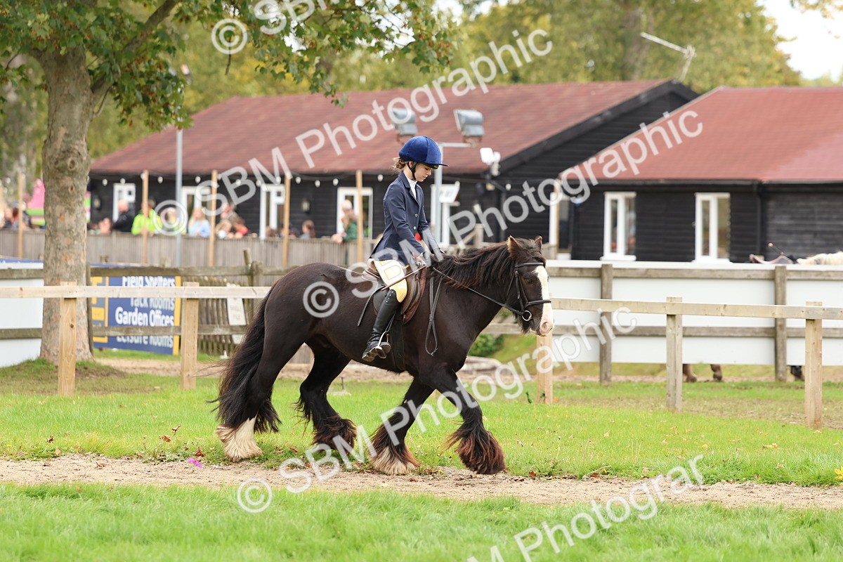 SBM_67528 - S60 - Mini Show Cob Ridden