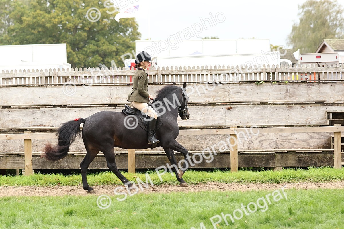 SBM_69586 - S62 - Mountain & Moorland Ridden Large Breeds