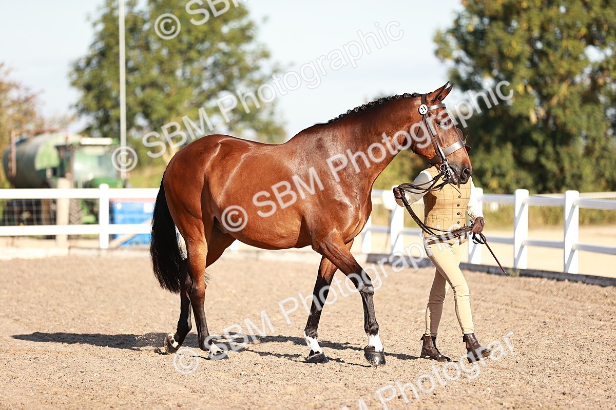 SBM_11160 - Class 401 - IH  Veteran horse
