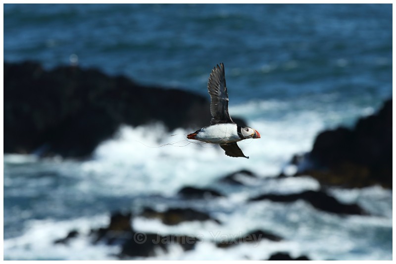 Puffin with Plastic - Puffins of Skokholm Island