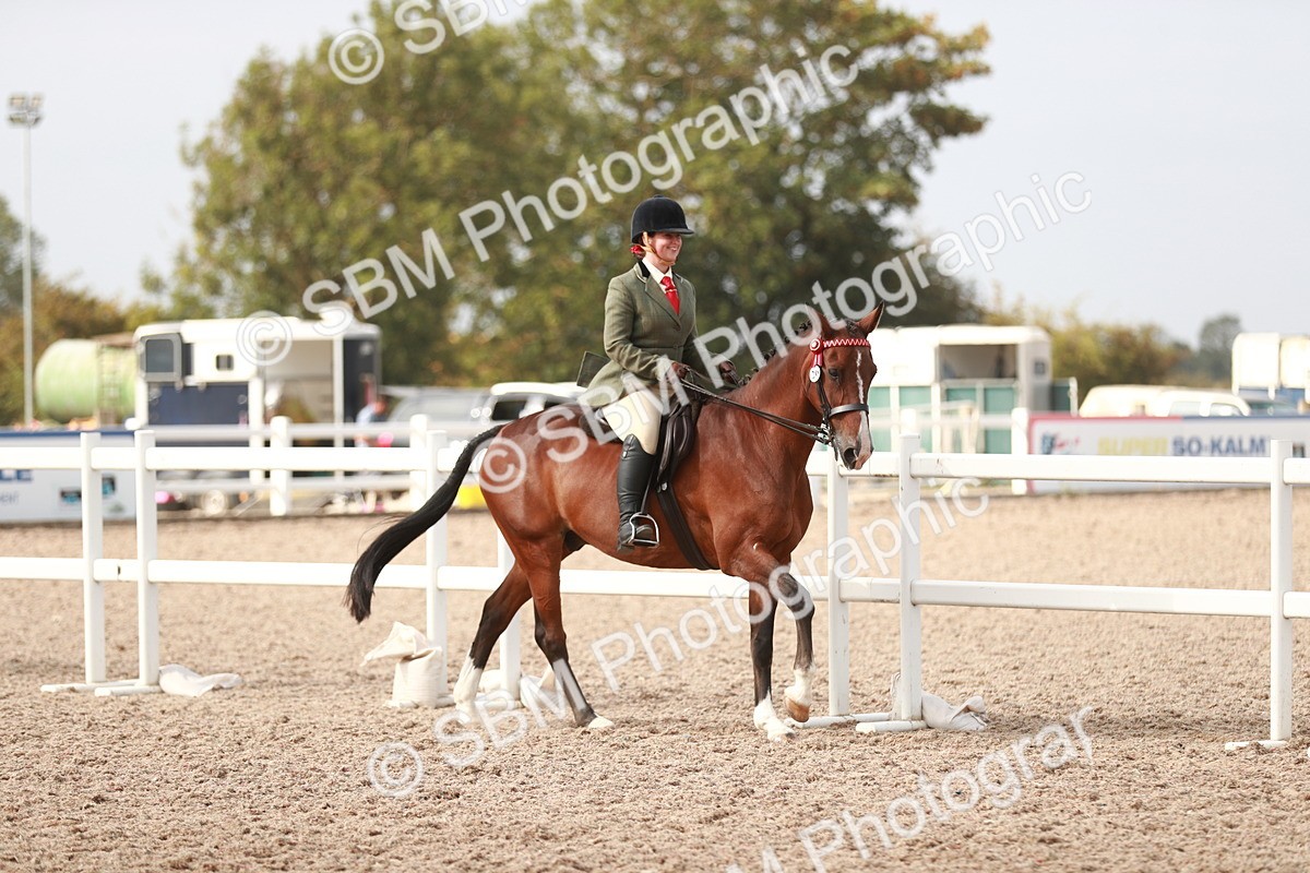 SBM_17493 - Class 215 Ridden Hack/ Riding Horse