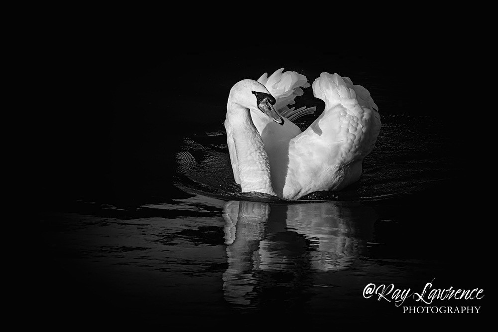 Elegant Glide -RLP_0016b - Wildlife - Other