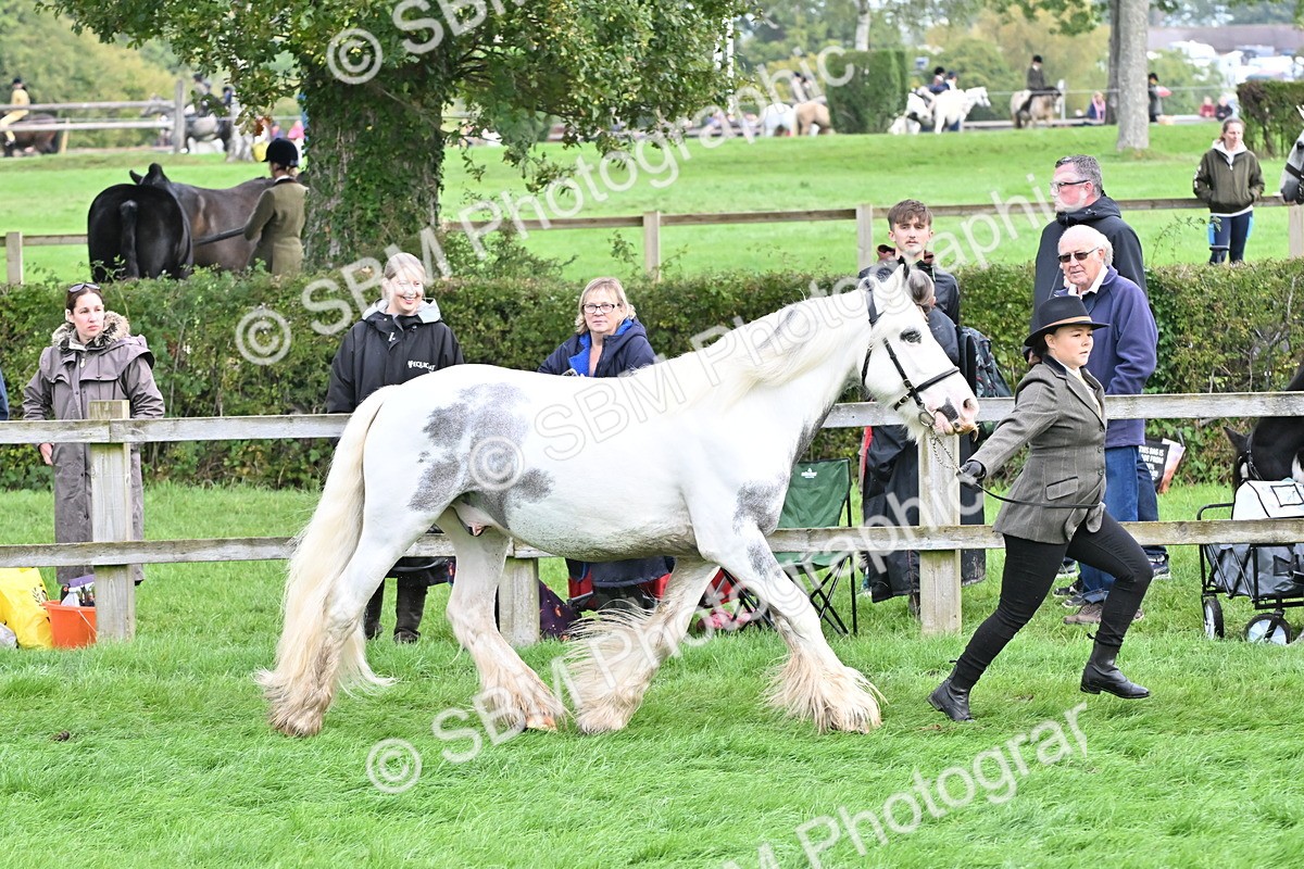 SBM_56944 - S45 - Coloured Pony In Hand