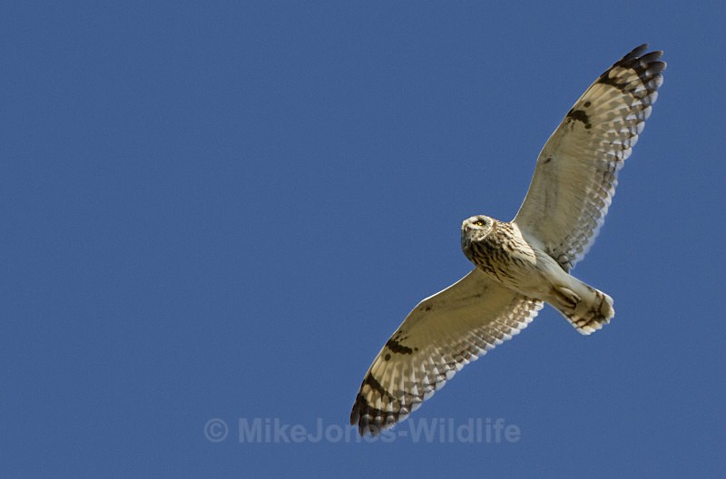 SHORT EARED OWL / REF SEO 14 - SHORT EARED OWLS