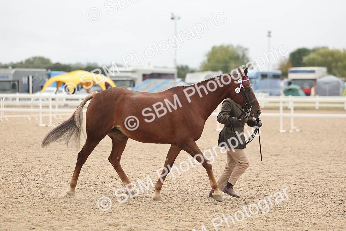 SBM_19815 - Class 318 - IH Part Bred Horse-Pony