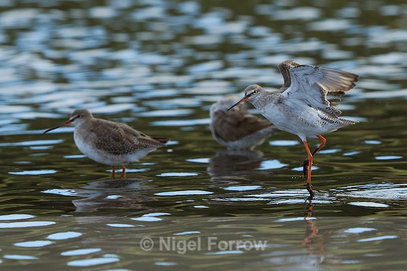 Spotted Redshank flapping its wings in the lagoon on Brownsea Island - Spotted Redshank