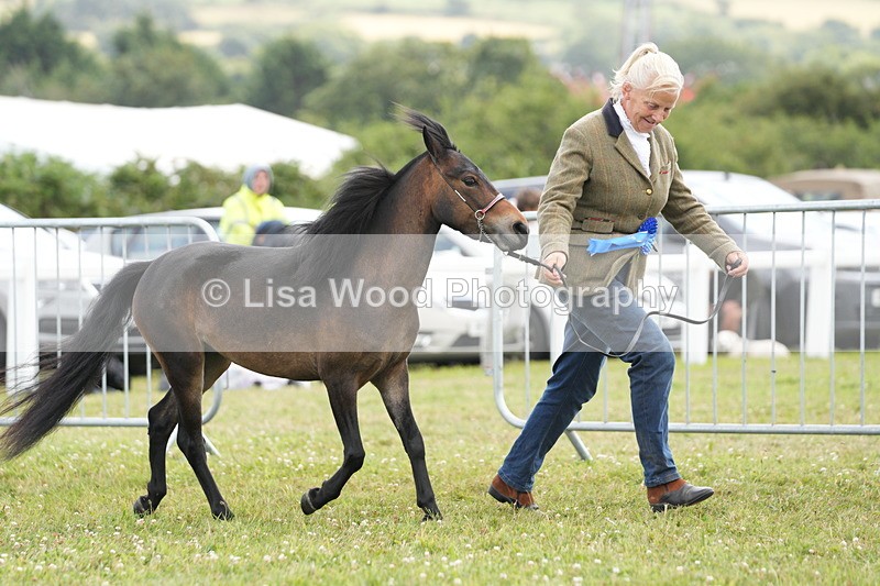DSC06644 - Miniature Horse Championship