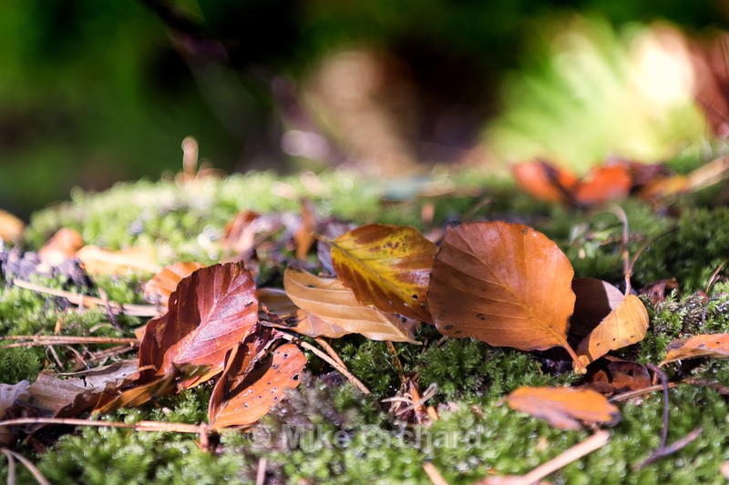 Beech Tree Leaves - New Forest - Hampshire - Landscapes