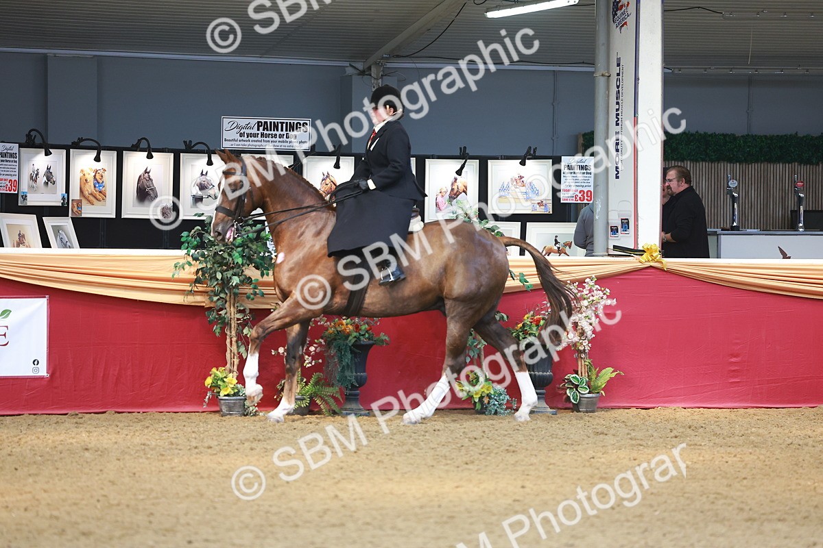 SBM_12557 - Class 103 - HOYS Veteran Qualifier - Ridden Pre Vet