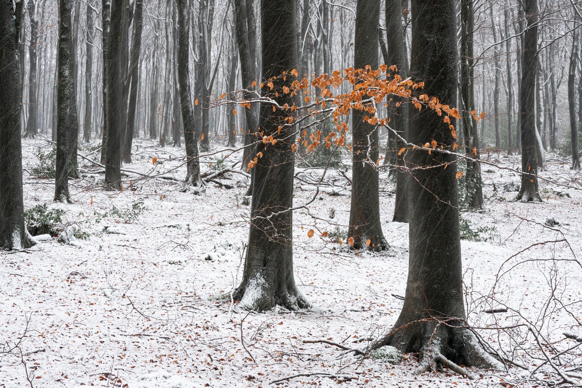 Remainers - WINTER