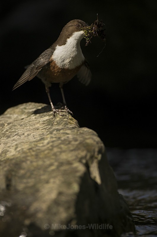 Dippers, North Wales - New Dippers