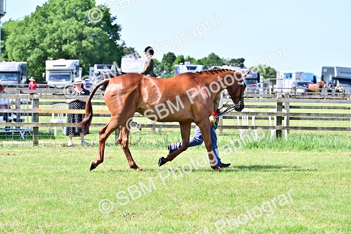 SBM_12874 - Class 98 - Retraining of Racehorse In Hand