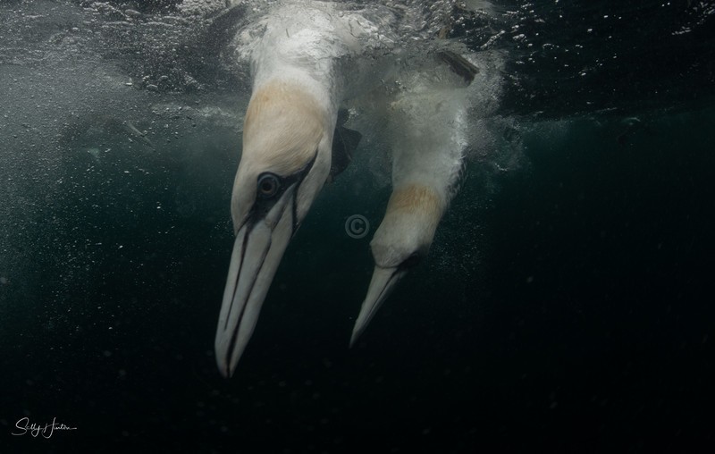 Gannets Underwater 1
