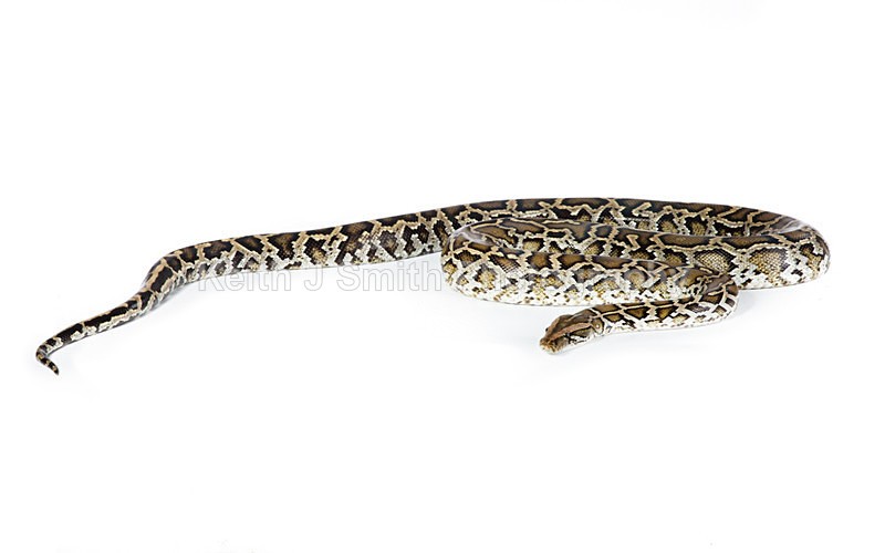 1SKJ7322 - Roaming Reptile Show