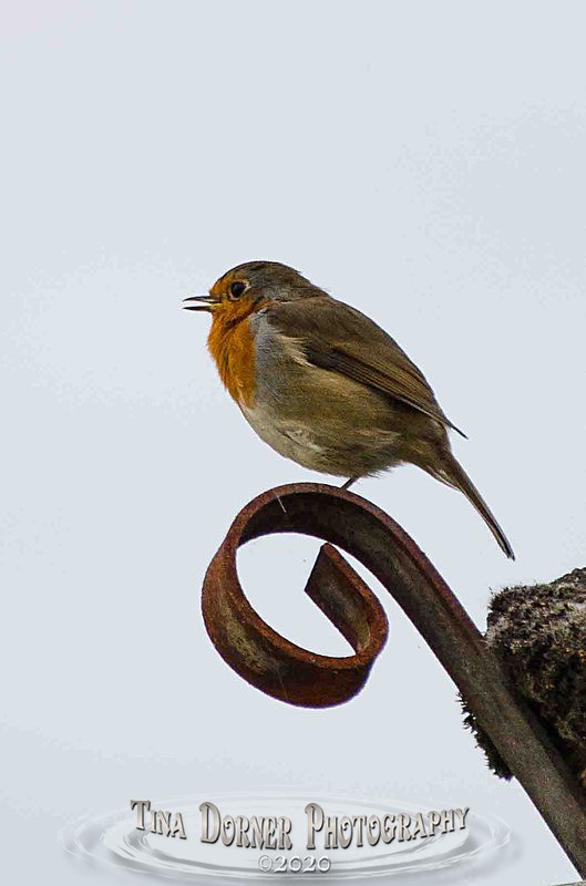 Perched Robin singing