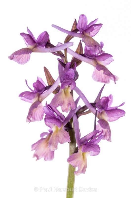  - WB: Orchids - Various