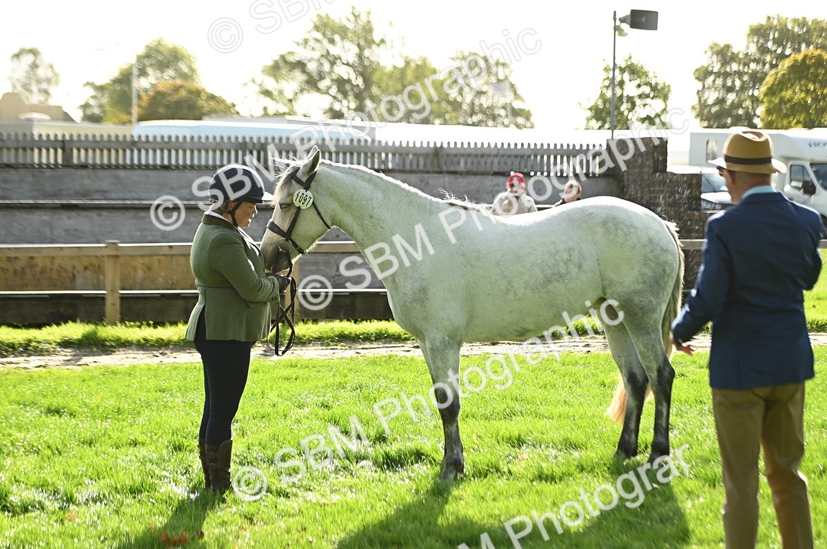 SBM_15984 - S1 - TSR in Hand Horse & Pony Showing