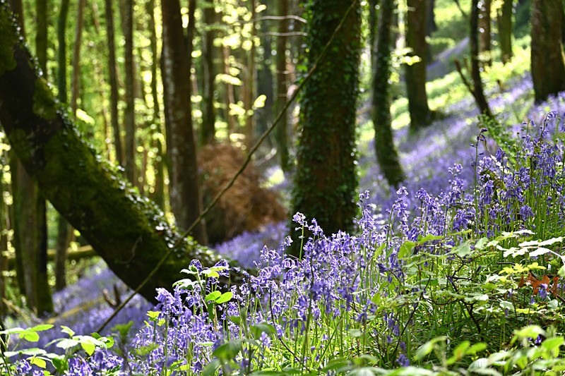 Bluebells near Looe in Cornwall - Bluebells
