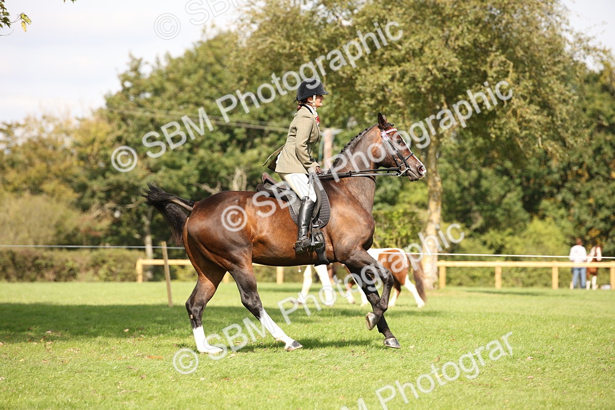 SBM_65922 - S64 - Riding Horse & Hack & Thoroughbred Ridden