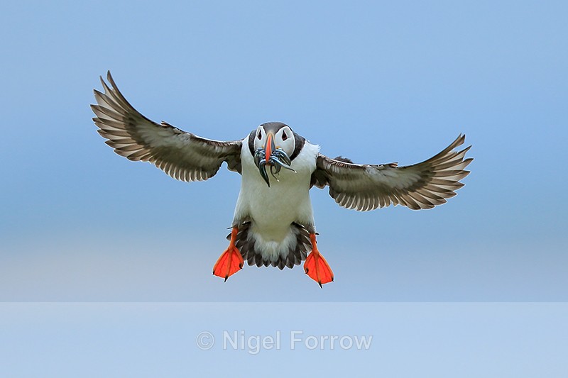 Flying Atlantic Puffin with fish, Farne Islands - Puffin