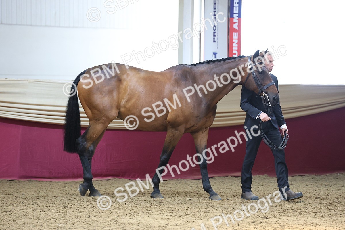 SBM_23404 - Class 903 - Supreme Final - IH Pre Vet