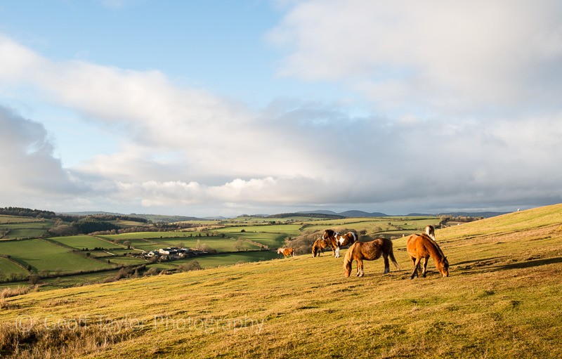 Hopesay Common, wild horses - Clun Valley