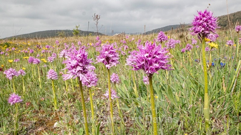Wavy-leaved monkey orchid (Orchis italica), Also Naked Man orchid: - Gargano - Wild Orchids