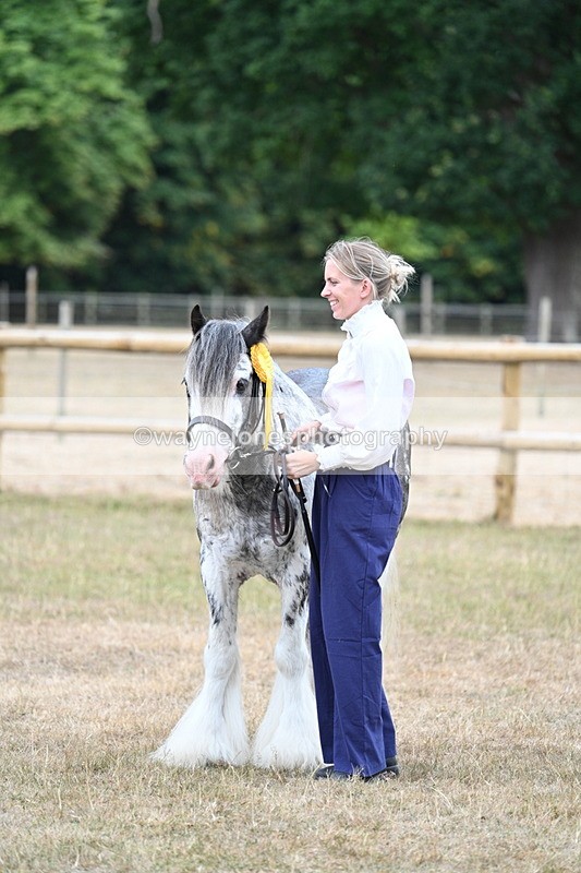 WJ7_9673 - Class 5 Most Handsome Gelding (up to 14.2hh)